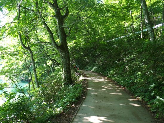 世界遺産白神山地ハイキング「ブナ林散策道」ガイドと歩けば違って見える森＜初級／4～11月／プライベートガイド／西目屋村＞by 白神マタギ舎