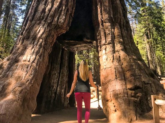 世界遺産ヨセミテ国立公園 2泊3日キャンプツアー　世界各国からの参加者多数 ＜5～10月／1名参加OK／英語ガイド＞