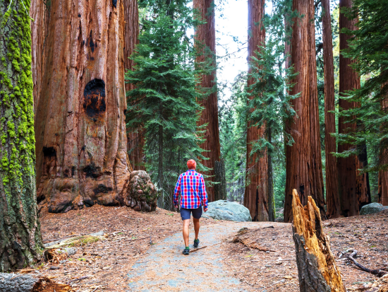 世界遺産ヨセミテ国立公園＆タホ湖 3泊4日ツアー　ポイントごとにたっぷりの自由時間を確保 ＜6～9月／英語ガイド＞