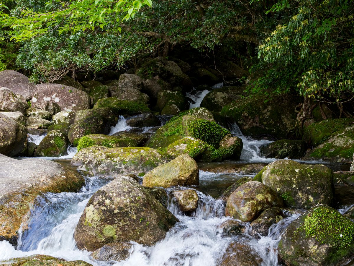貸切 白谷雲水峡またはヤクスギランドトレッキング 島内観光ツアー 宮之浦エリア昼食 永田横河渓谷 永田の豆腐屋さん いなか浜 By Yamakara屋久島 屋久島の観光 オプショナルツアー専門 Veltra ベルトラ