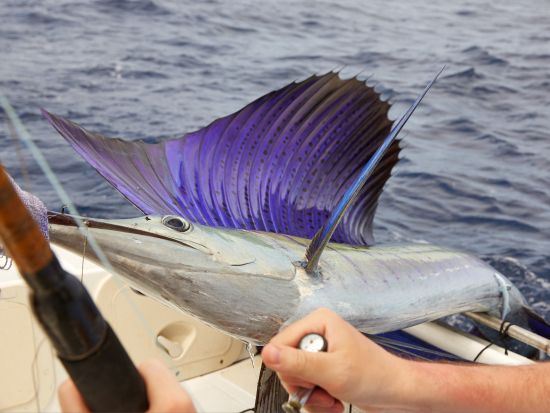 マイアミ沖合い　お気軽フィッシング体験ツアー ＜日本語ドライバー＞