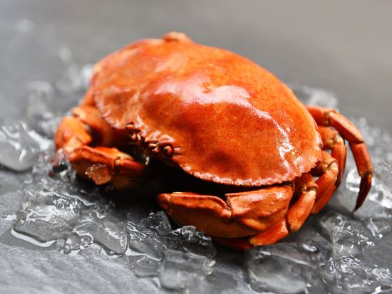 USA_Miami_Stone crab_pixta_57466150