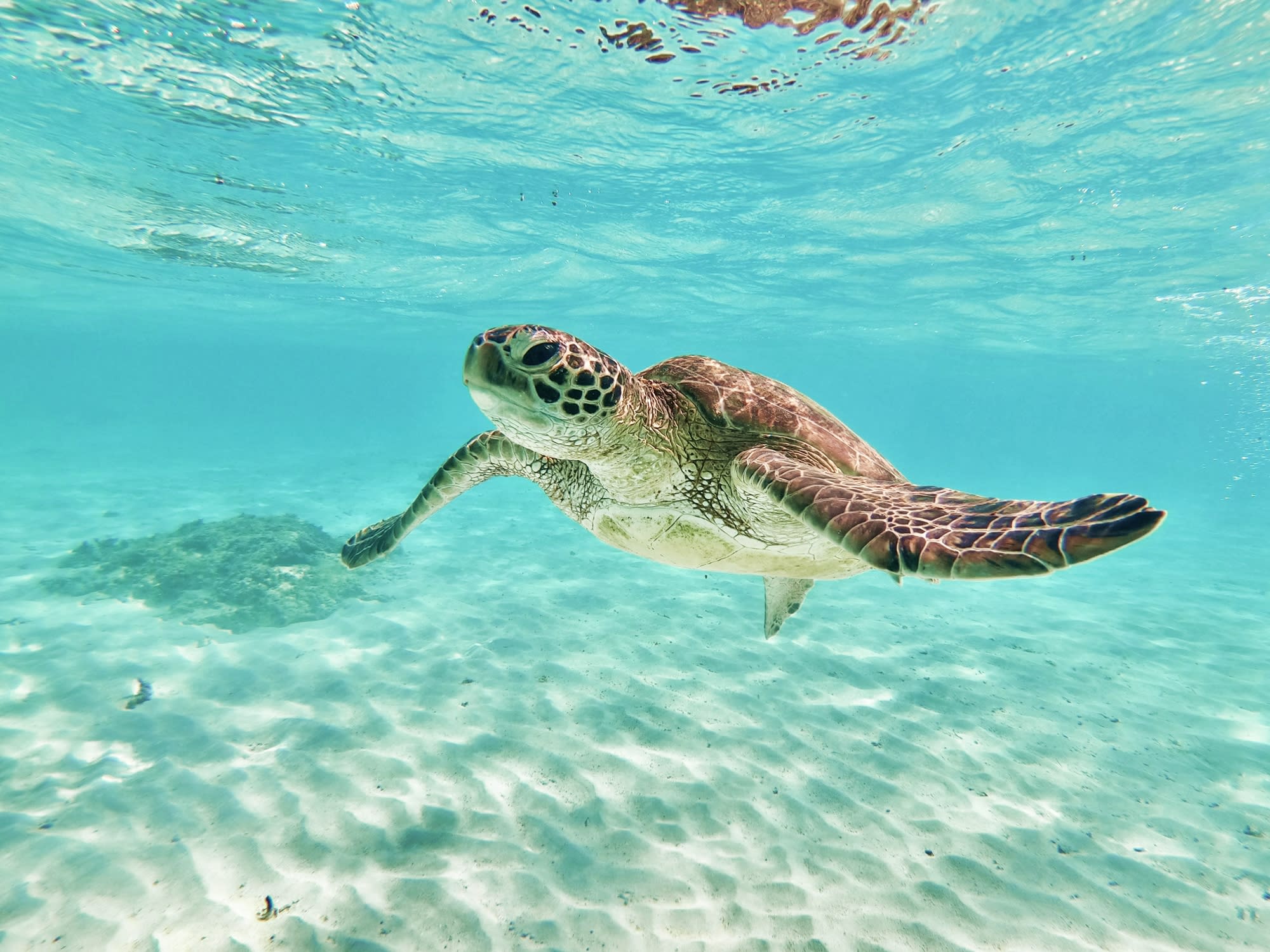 ウミガメシュノーケル 世界屈指の透明度を誇る宮古島の海でウミガメと