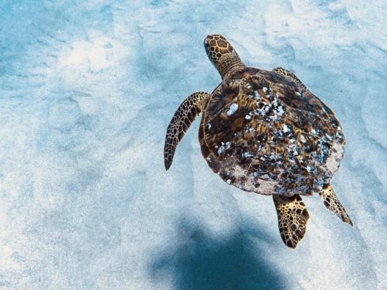 イルカ & 冬季限定クジラウォッチ, ウミガメシュノーケル　少人数で安心！ゆったり遅め出発で快適＜特製ハワイアンランチ付き／ワイキキ送迎／日本語ガイド＞