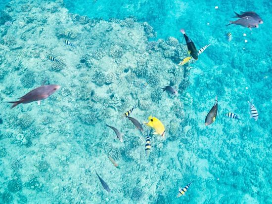 イルカ & 冬季限定クジラウォッチ, ウミガメシュノーケル　少人数で安心！ゆったり遅め出発で快適＜特製ハワイアンランチ付き／ワイキキ送迎／日本語ガイド＞