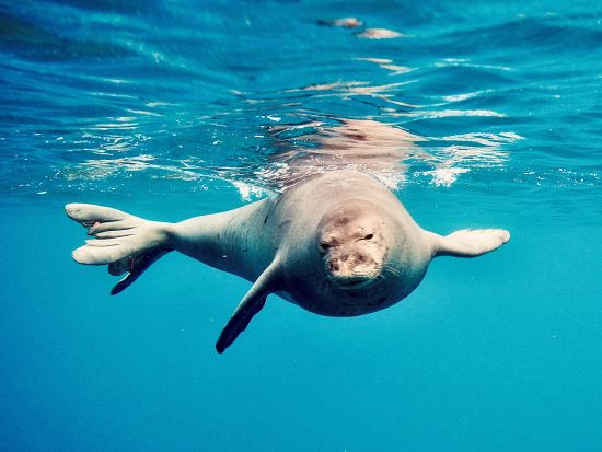 イルカ & 冬季限定クジラウォッチ, ウミガメシュノーケル　少人数で安心！ゆったり遅め出発で快適＜特製ハワイアンランチ付き／ワイキキ送迎／日本語ガイド＞