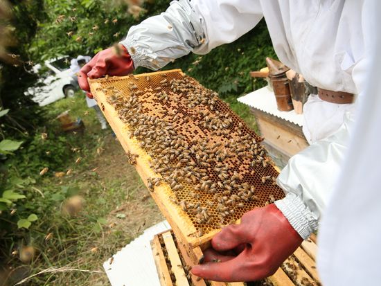 作業風景②【まつえ蜂蜜】