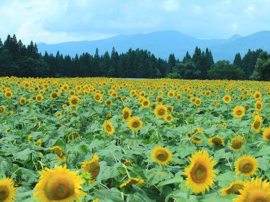 img_tsunan_sunflower_735_480_1