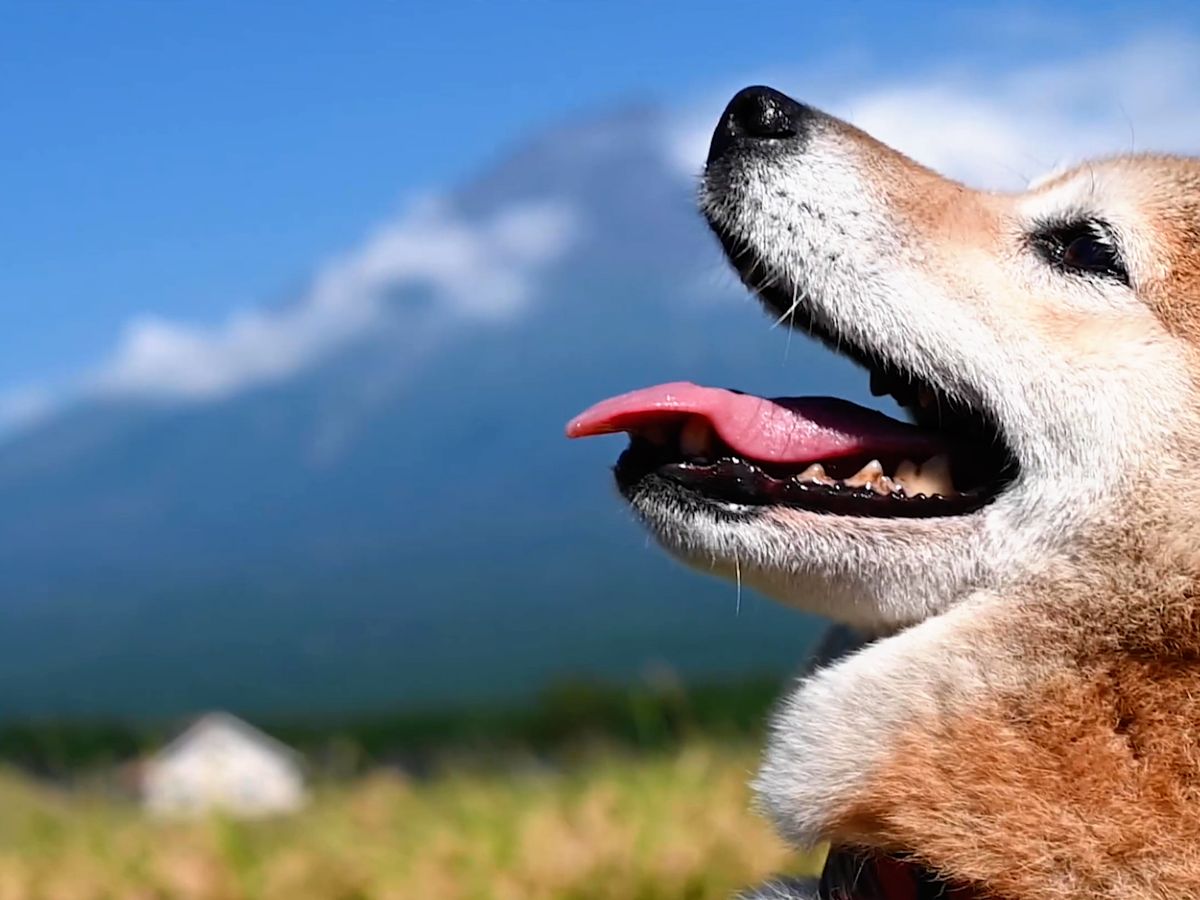 愛犬連れok 1日1組限定 富士山麓グランピング1泊2日 白糸の滝エコツアー 地産地消bbqディナー 手作りホットサンドの朝食付き 1 12名 富士宮市 御殿場 富士の観光 遊び 体験 レジャー専門予約サイト Veltra