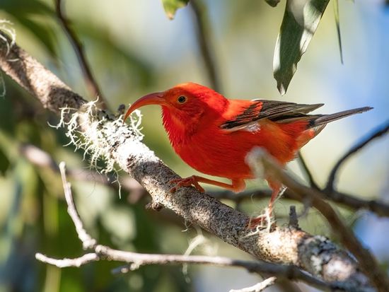 ベニハワイミツスイ
