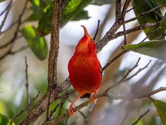 ベニハワイミツスイ