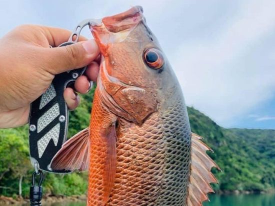 マングローブフィッシング　亜熱帯のジャングルに囲まれながら釣りを楽しもう　釣具レンタル付きプランあり＜4歳から参加OK／上原港・西表島内ホテル無料送迎可＞