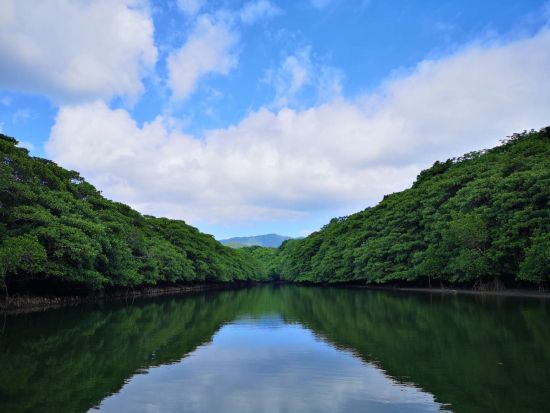 マングローブフィッシング　亜熱帯のジャングルに囲まれながら釣りを楽しもう　釣具レンタル付きプランあり＜4歳から参加OK／上原港・西表島内ホテル無料送迎可＞