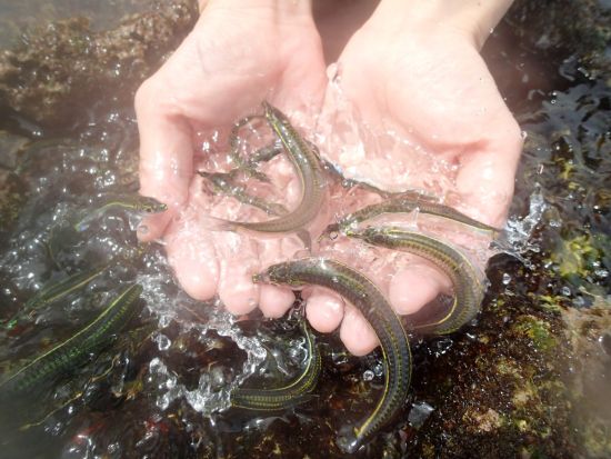 屋久島シーカヤック半日ツアー 屋久島公認ガイド 田脇さんがご案内 その日の最適なロケーションでツーリング by ショアーズ