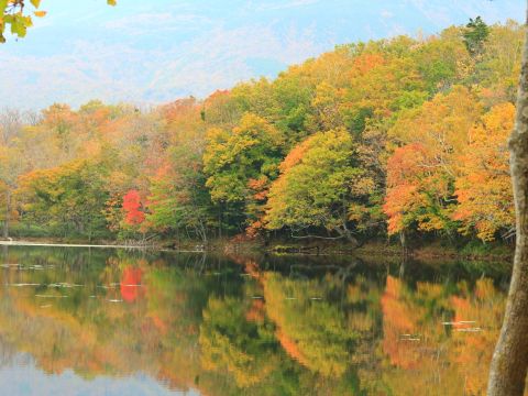 知床五湖一周ガイドウォーク 　太古から続く原生林を歩き、5つの湖と高架木道を散策！お子様用ビンゴもあり♪＜4～11月／ウトロエリア送迎あり＞byシンラ