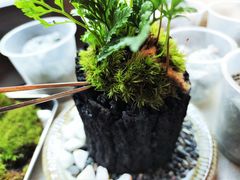 苔炭29