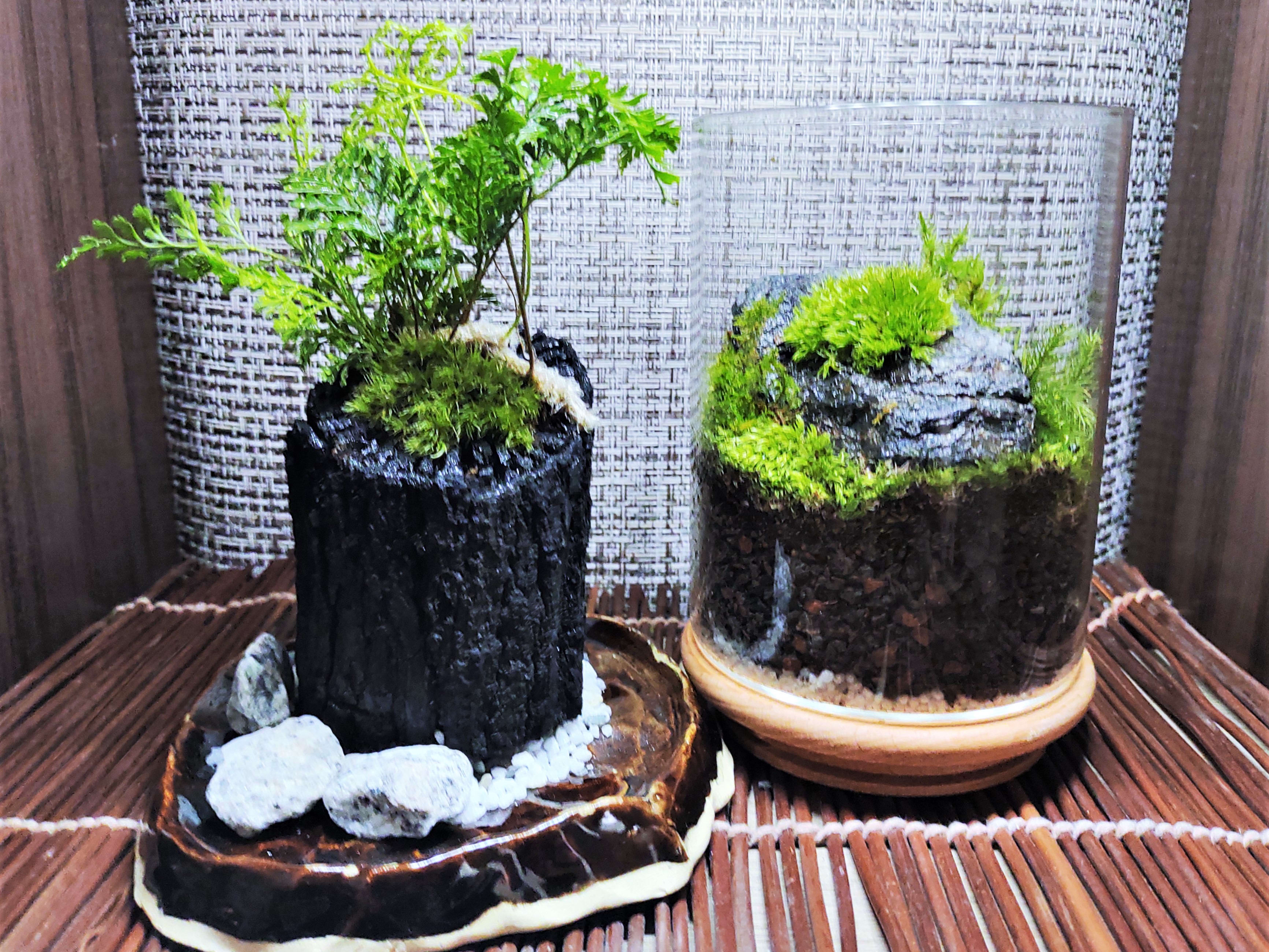 苔テラリウム作り グリーンインテリアにぴったりの季節の苔テラリウムを制作！＜新宿御苑前徒歩3分＞by カルチャースクールいろは  東京の観光遊び・体験・レジャー専門予約サイト VELTRA(ベルトラ)