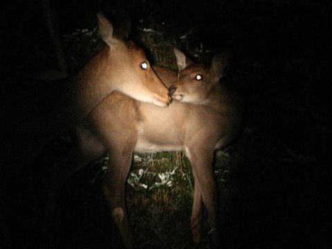 知床ナイトサファリ 季節によって変わる動物たちの営みの声に耳を傾けて…。真っ暗な夜の知床の世界へでかけよう！ ＜ウトロ地区送迎／斜里町＞byシンラ