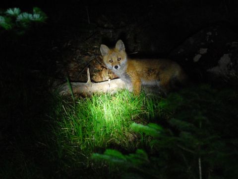 知床ナイトサファリ 季節によって変わる動物たちの営みの声に耳を傾けて…。真っ暗な夜の知床の世界へでかけよう！ ＜ウトロ地区送迎／斜里町＞byシンラ