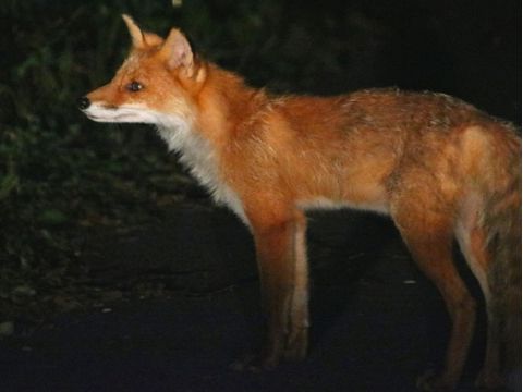知床ナイトサファリ 季節によって変わる動物たちの営みの声に耳を傾けて…。真っ暗な夜の知床の世界へでかけよう！ ＜ウトロ地区送迎／斜里町＞byシンラ