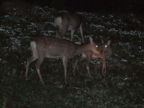 知床ナイトサファリ 季節によって変わる動物たちの営みの声に耳を傾けて…。真っ暗な夜の知床の世界へでかけよう！ ＜ウトロ地区送迎／斜里町＞byシンラ