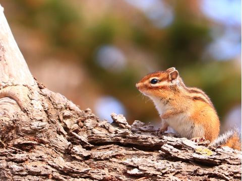絶景！原始の森 けもの道ガイドウォーク　ガイドと一緒でなければ行くことのできない知床原生林を歩こう！＜4~11月／斜里町＞byシンラ