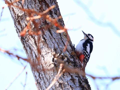 絶景！原始の森 けもの道ガイドウォーク　ガイドと一緒でなければ行くことのできない知床原生林を歩こう！＜4~11月／斜里町＞byシンラ
