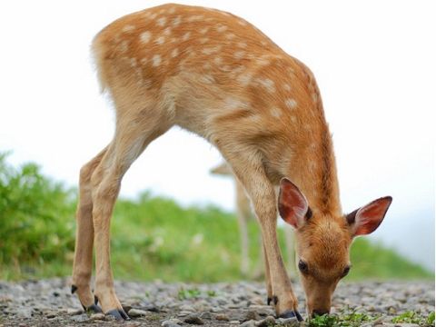 フレペの滝ガイドウォーク　海、山、滝、野生動物たち！知床半島の魅力がぎゅっと詰まった場所、フレペの滝へ！＜4～11月／ウトロ地区送迎可／斜里町＞byシンラ