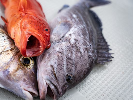 【貸切】ボート釣りツアー　南国ならではの大物を釣り上げよう！釣り具も込みで参加しやすい＜1～10名／半日または1日／宮古島＞by すばる