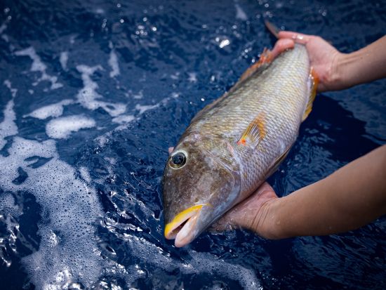 【貸切】ボート釣りツアー　南国ならではの大物を釣り上げよう！釣り具も込みで参加しやすい＜1～10名／半日または1日／宮古島＞by すばる
