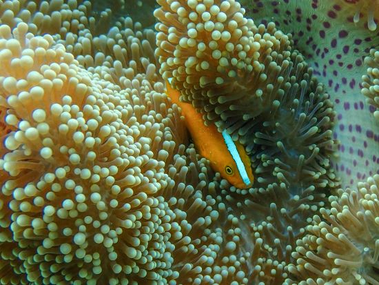 【貸切】ボートシュノーケリングツアー　当日のコンディションでベストな1～2ポイントをご案内＜1～10名／半日または1日／宮古島＞by すばる