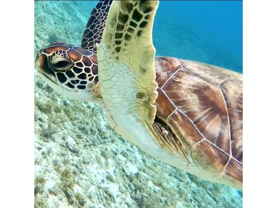 世界自然遺産・奄美大島・ウミガメと泳ぐシュノーケリングツアー　*ウミガメ遭遇率100%！マングローブカヌーツアー組み合わせ可能 by 奄美ネイチャーガイド