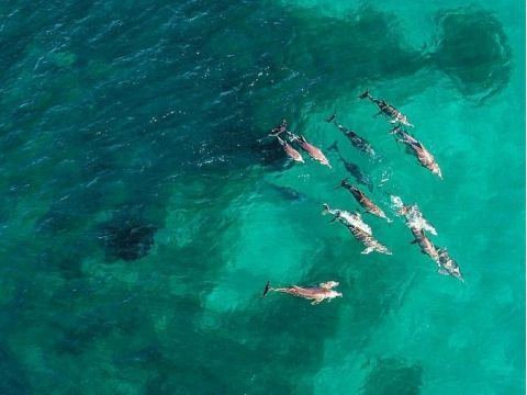 3つの島をクルージング！ロッキンハムの美しい海でシュノーケリング＆野生動物に出会う＜英語／シーフードプレート付＞by ワイルドエンカウンターズ