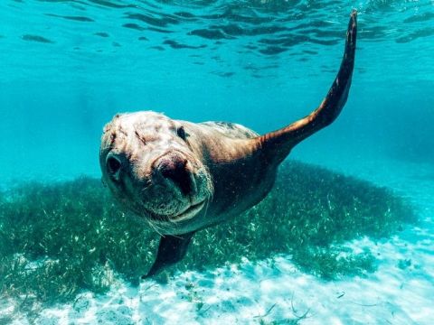 3つの島をクルージング！ロッキンハムの美しい海でシュノーケリング＆野生動物に出会う＜英語／シーフードプレート付＞by ワイルドエンカウンターズ