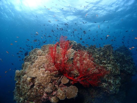  シュノーケリングツアー マンタに会えるプランもあり！5歳から参加可＜石垣島 川平地区発＞by マンタ ホリック川平