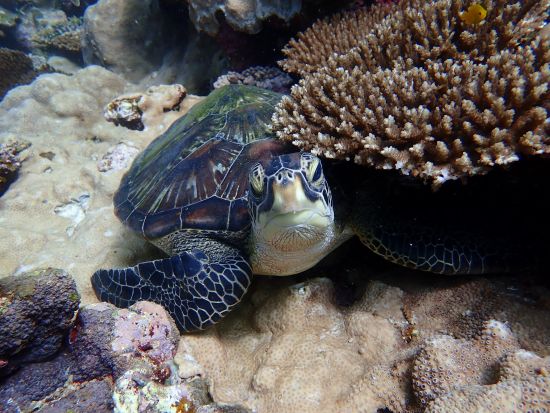 川平自慢のサンゴ畑でダイビングに挑戦！マンタ体験ダイブも！＜石垣島 川平地区発＞ by マンタ ホリック川平