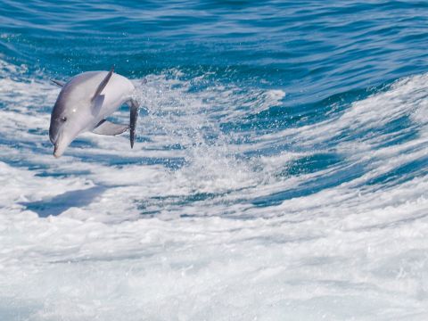 ペンギン島クルーズツアー　野生のイルカ、ペンギン、アシカなどに出会う！＜英語／ロッキンハム発＞by ワイルドエンカウンターズ