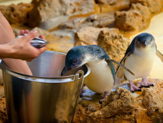 ペンギン島クルーズツアー　野生のイルカ、ペンギン、アシカなどに出会う！＜英語／ロッキンハム発＞by ワイルドエンカウンターズ