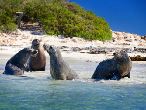 ペンギン島クルーズツアー　野生のイルカ、ペンギン、アシカなどに出会う！＜英語／ロッキンハム発＞by ワイルドエンカウンターズ