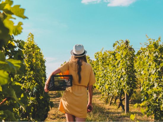 サンタバーバラ＆ソルバング 南カリフォルニアを楽しむ日帰りツアー ワイナリー見学付き＜日本語ガイド／ロサンゼルス発着＞ 