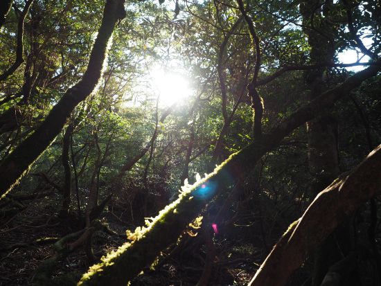 宮之浦岳日帰りトレッキングツアー　山頂からの景色や数々の高山植物を楽しもう　＜宮之浦から平内エリア送迎可＞ by 屋久島ガイド　山好き
