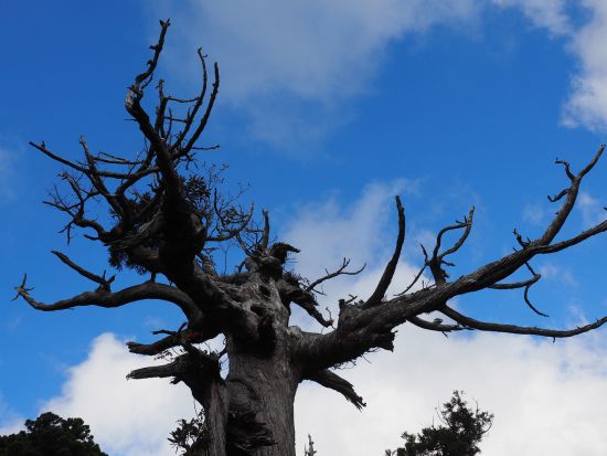 宮之浦岳日帰りトレッキングツアー　山頂からの景色や数々の高山植物を楽しもう　＜宮之浦から平内エリア送迎可＞ by 屋久島ガイド　山好き