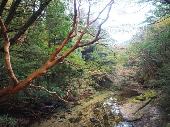 宮之浦岳日帰りトレッキングツアー　山頂からの景色や数々の高山植物を楽しもう　＜宮之浦から平内エリア送迎可＞ by 屋久島ガイド　山好き