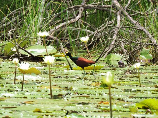 密林に眠るラマナイ遺跡観光ツアー＜リバークルーズ付／日本語または英語ガイド／ベリーズシティ発＞
