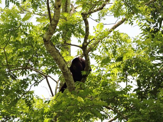 密林に眠るラマナイ遺跡観光ツアー＜リバークルーズ付／日本語または英語ガイド／ベリーズシティ発＞の写真5