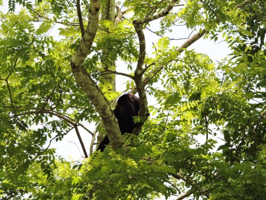 密林に眠るラマナイ遺跡観光ツアー＜リバークルーズ付／日本語または英語ガイド／ベリーズシティ発＞