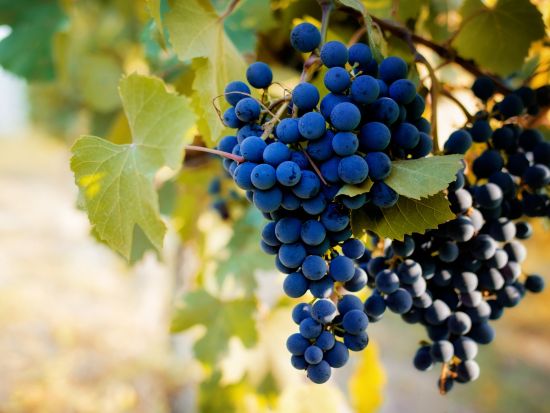 イタリア日帰りワインツアー　ロンバルディア州フランチャコルタ ＜貸切／現地語ドライバー／ミラノ発＞