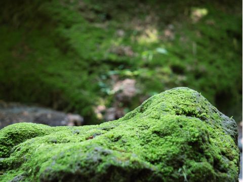 支笏湖 苔の回廊トレッキングツアー 支笏洞爺国立公園内、苔の絨毯が広がる緑の秘境に感動！＜5～11月／1名から催行／支笏湖湖畔集合＞byOcean Days