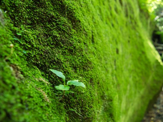 pixta_58038854_M