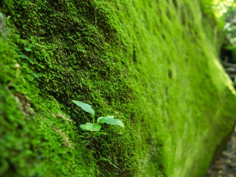 支笏湖 苔の回廊トレッキングツアー 支笏洞爺国立公園内、苔の絨毯が広がる緑の秘境に感動！＜5～11月／1名から催行／支笏湖湖畔集合＞byOcean Days